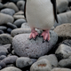 Image: AP
